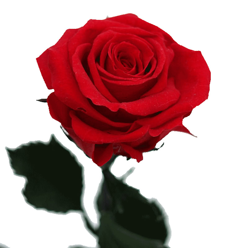 Red Rose Beautiful - Red Rose , HD Wallpaper & Backgrounds