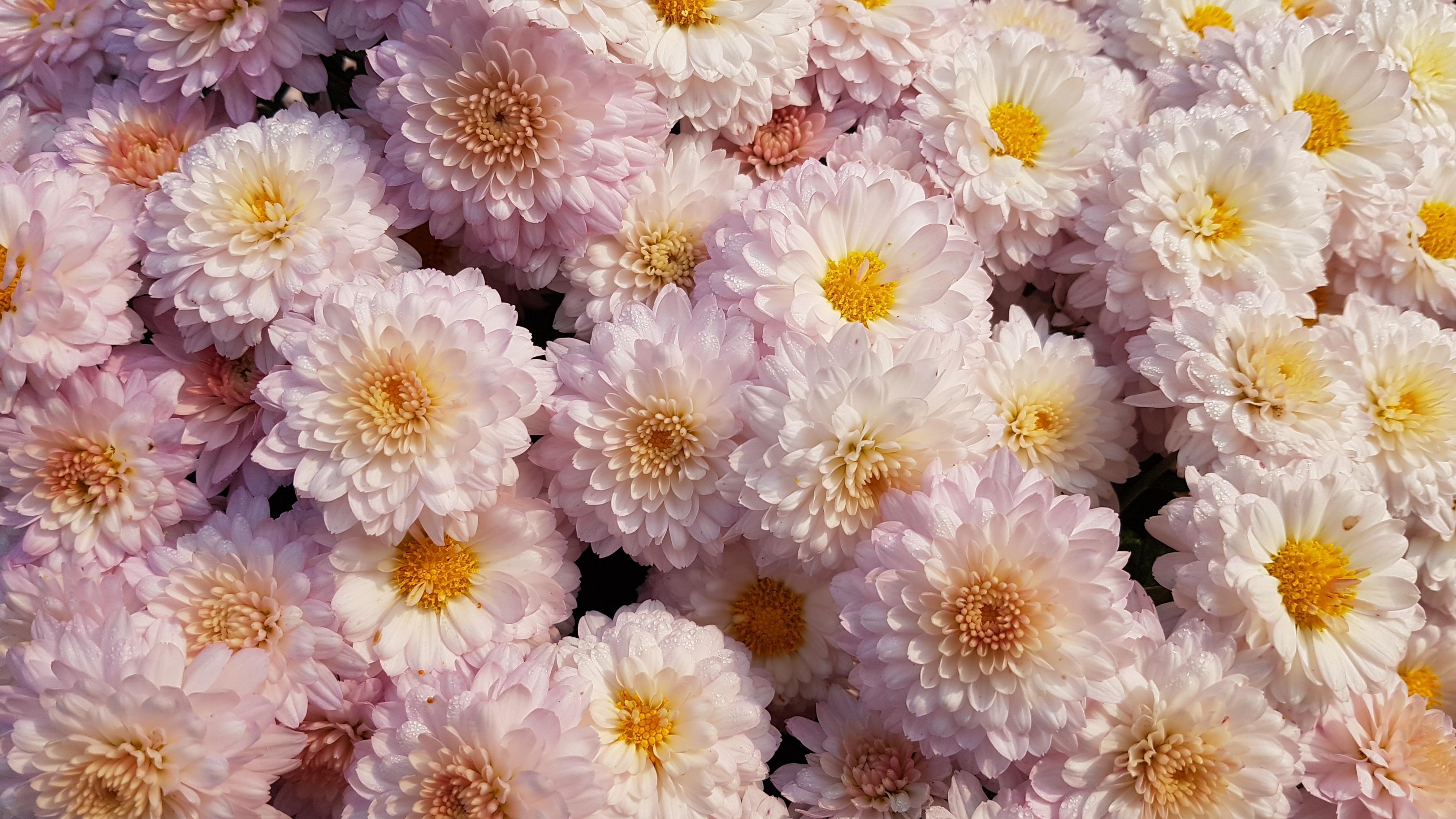 Crisântemos, Flores, Rosa, Flores, Delicado - Chrysanthemum Wallpaper Iphone , HD Wallpaper & Backgrounds