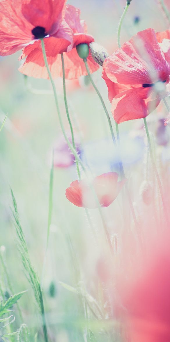 Flower Phone Wallpaper Pastel Iphone Wallpaper - Hello June , HD Wallpaper & Backgrounds