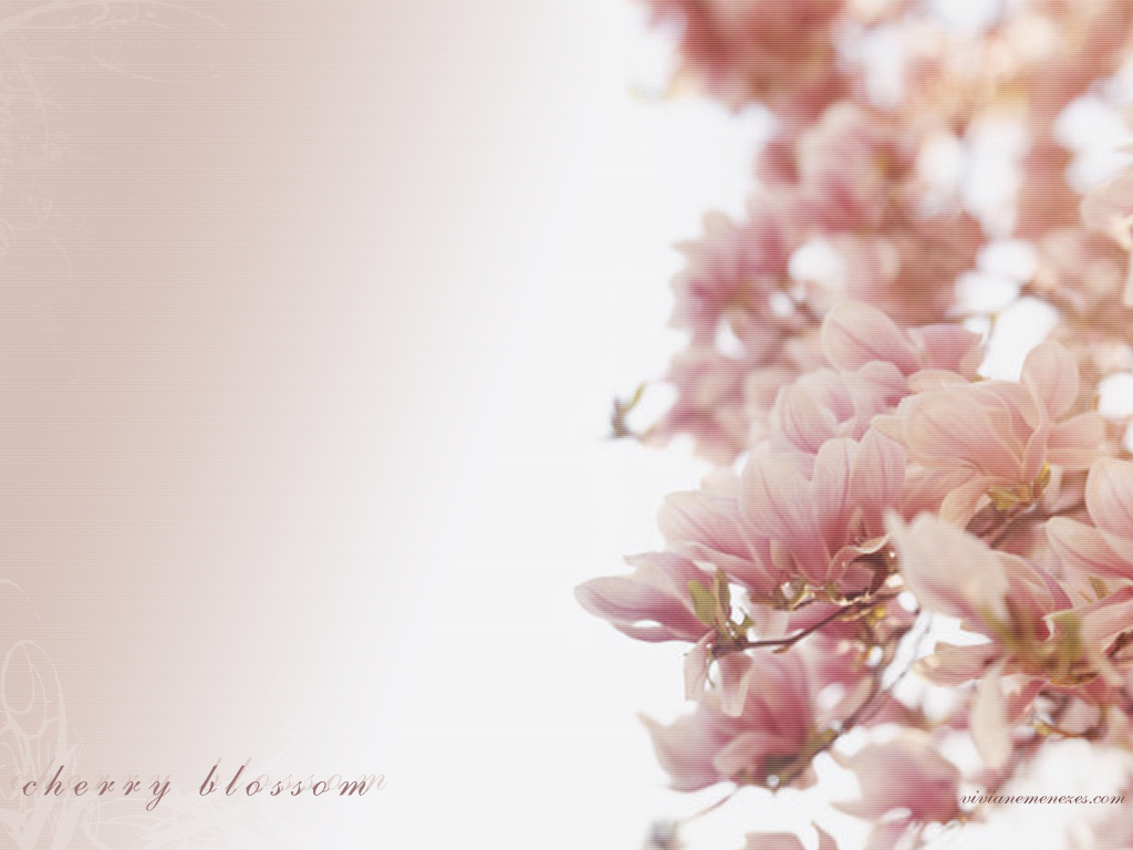 Clique Aqui - Blossom Hd , HD Wallpaper & Backgrounds