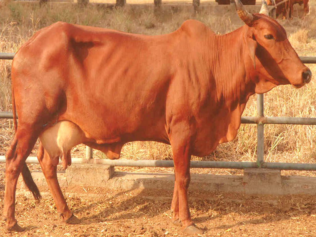 Red Sindhi Cow , HD Wallpaper & Backgrounds