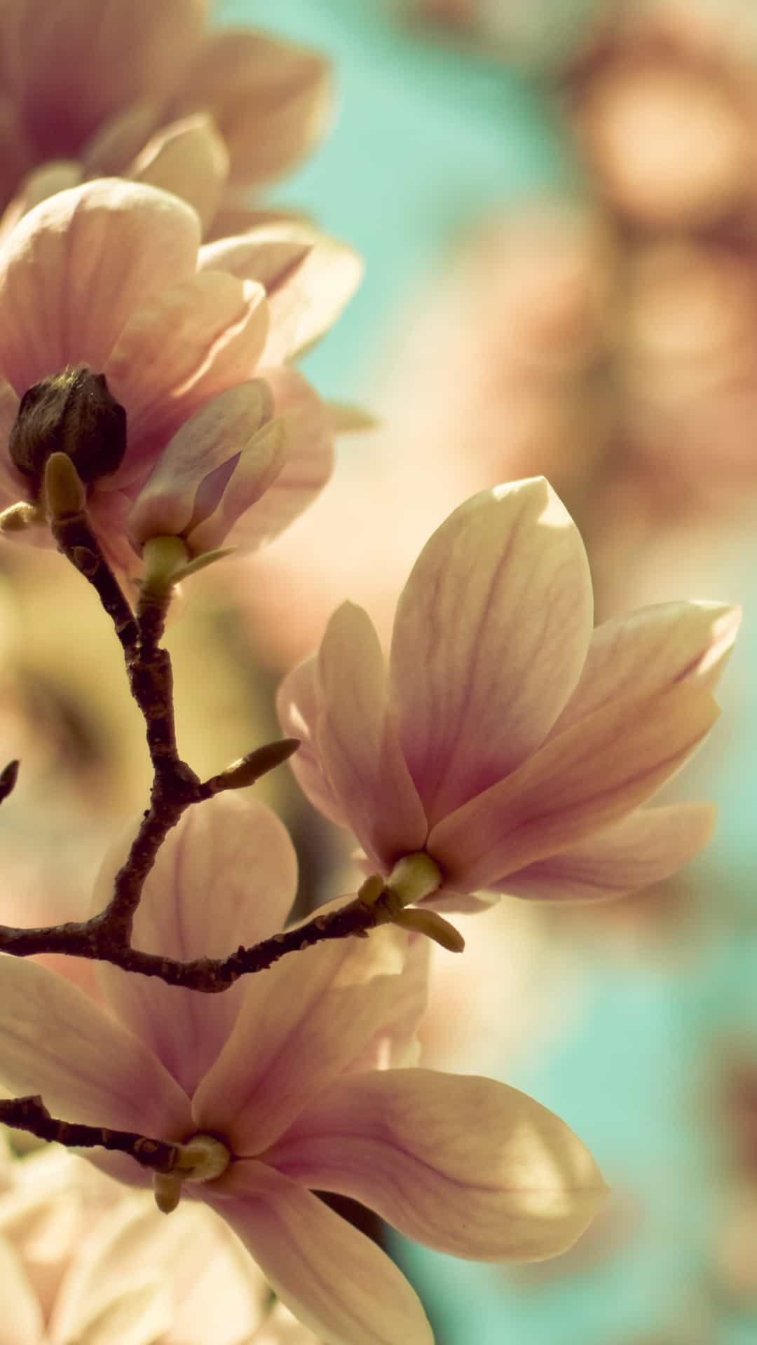 Flores Da Primavera - Spring Wallpaper Samsung , HD Wallpaper & Backgrounds