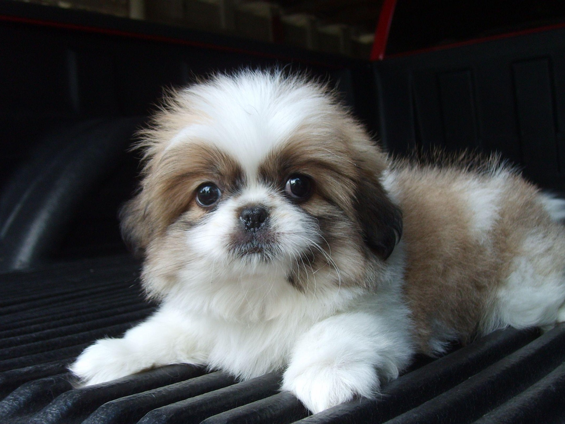 Hd Widescreen - Shih Tzu Cute Pups , HD Wallpaper & Backgrounds