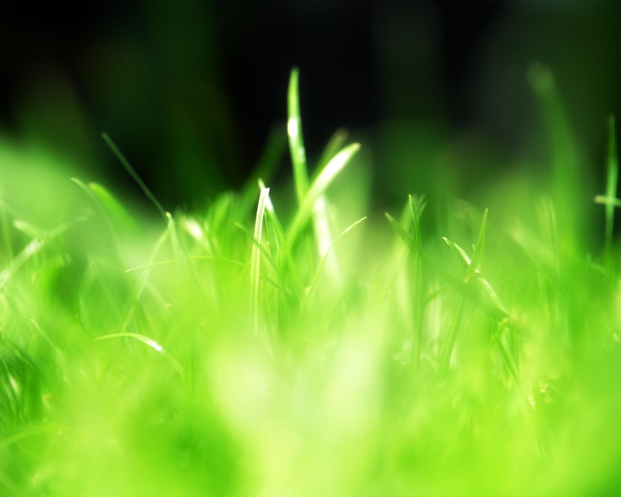 Nature Green Glossy - ภาพ พื้น หลัง ไอ โฟน สี เขียว , HD Wallpaper & Backgrounds