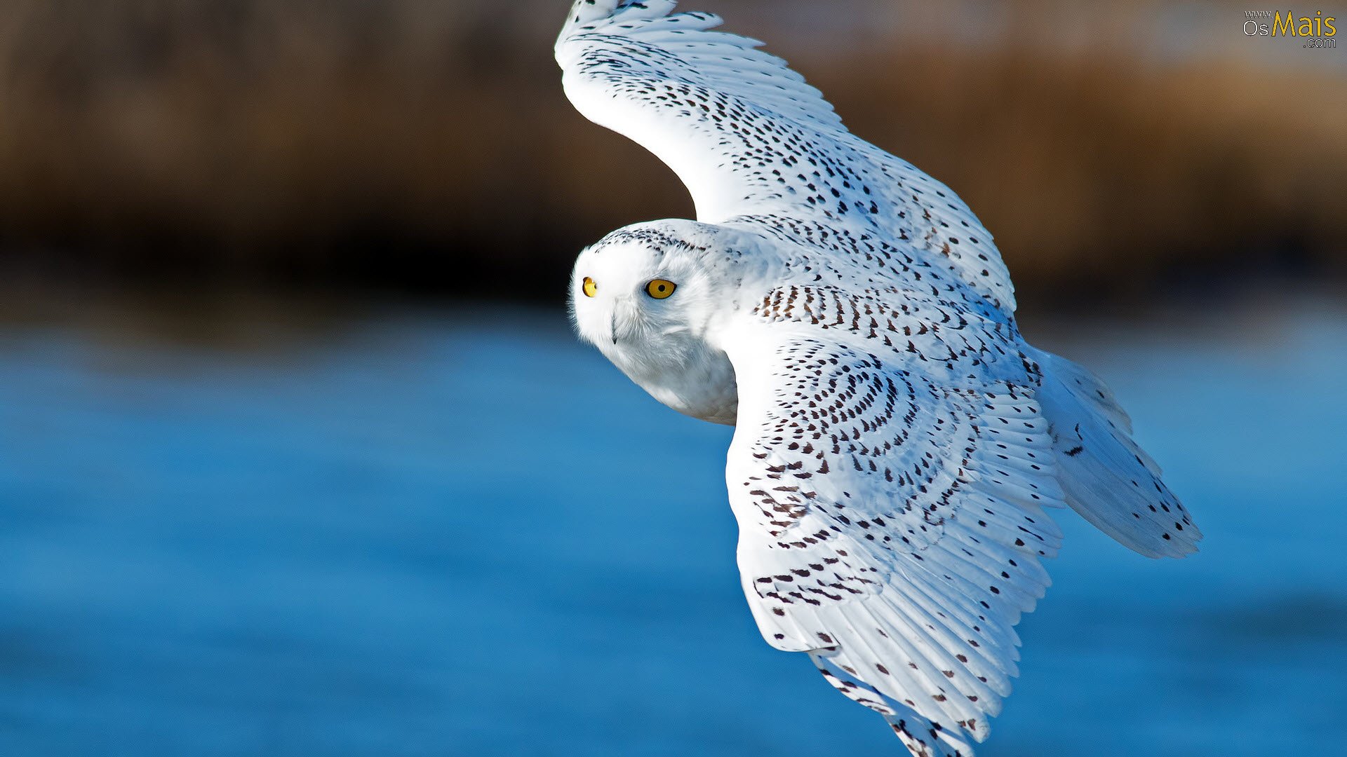 Papel De Parede Coruja Branca Voando - Snowy Owls Flying , HD Wallpaper & Backgrounds