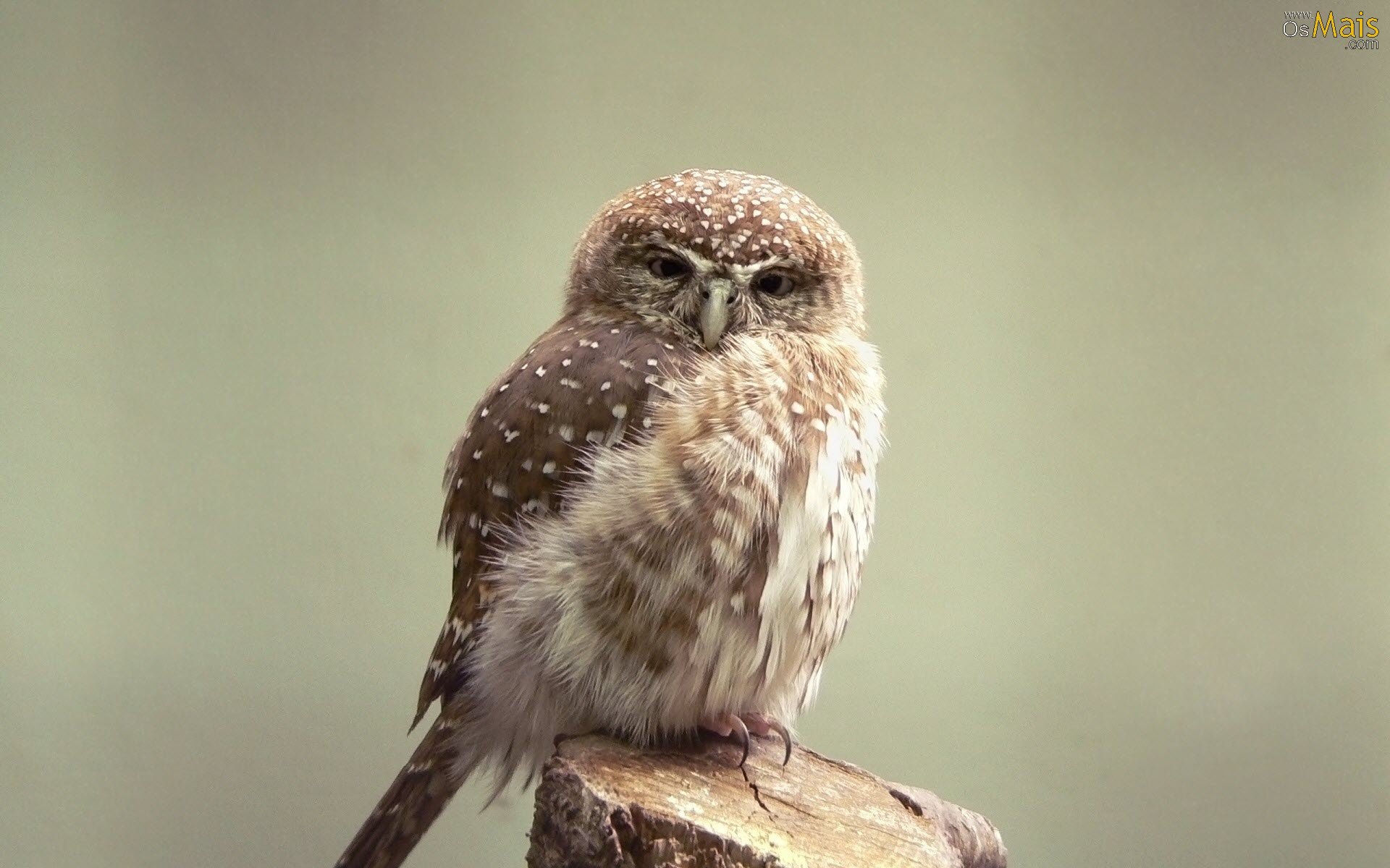 Papel De Parede Coruja Pequena - Cute Owls With Hats , HD Wallpaper & Backgrounds