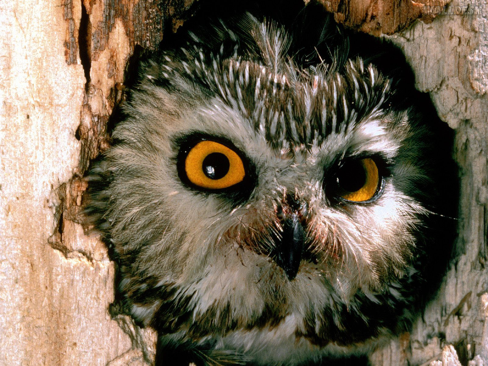 Coruja Escondida Na Árvore Wallpaper - Owl In Tree Hole , HD Wallpaper & Backgrounds