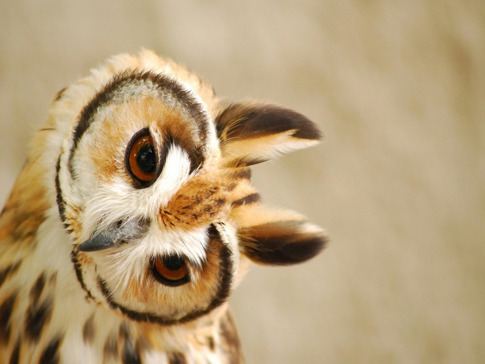 Coruja Bonito 01 Papel De Parede - Cute Short Eared Owl , HD Wallpaper & Backgrounds