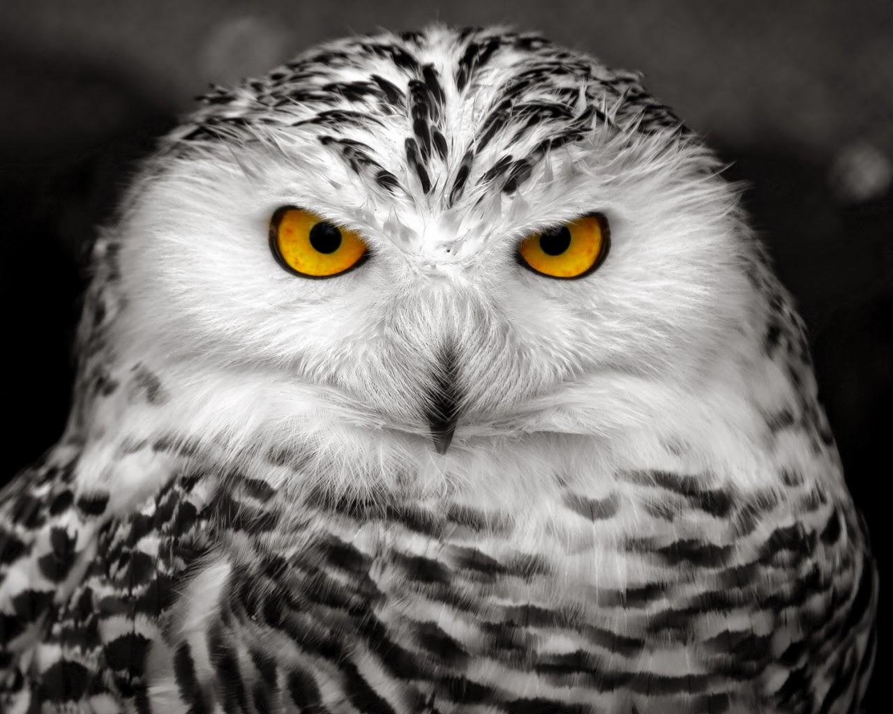 Wallpaper Coruja Branca - Snow Owl , HD Wallpaper & Backgrounds