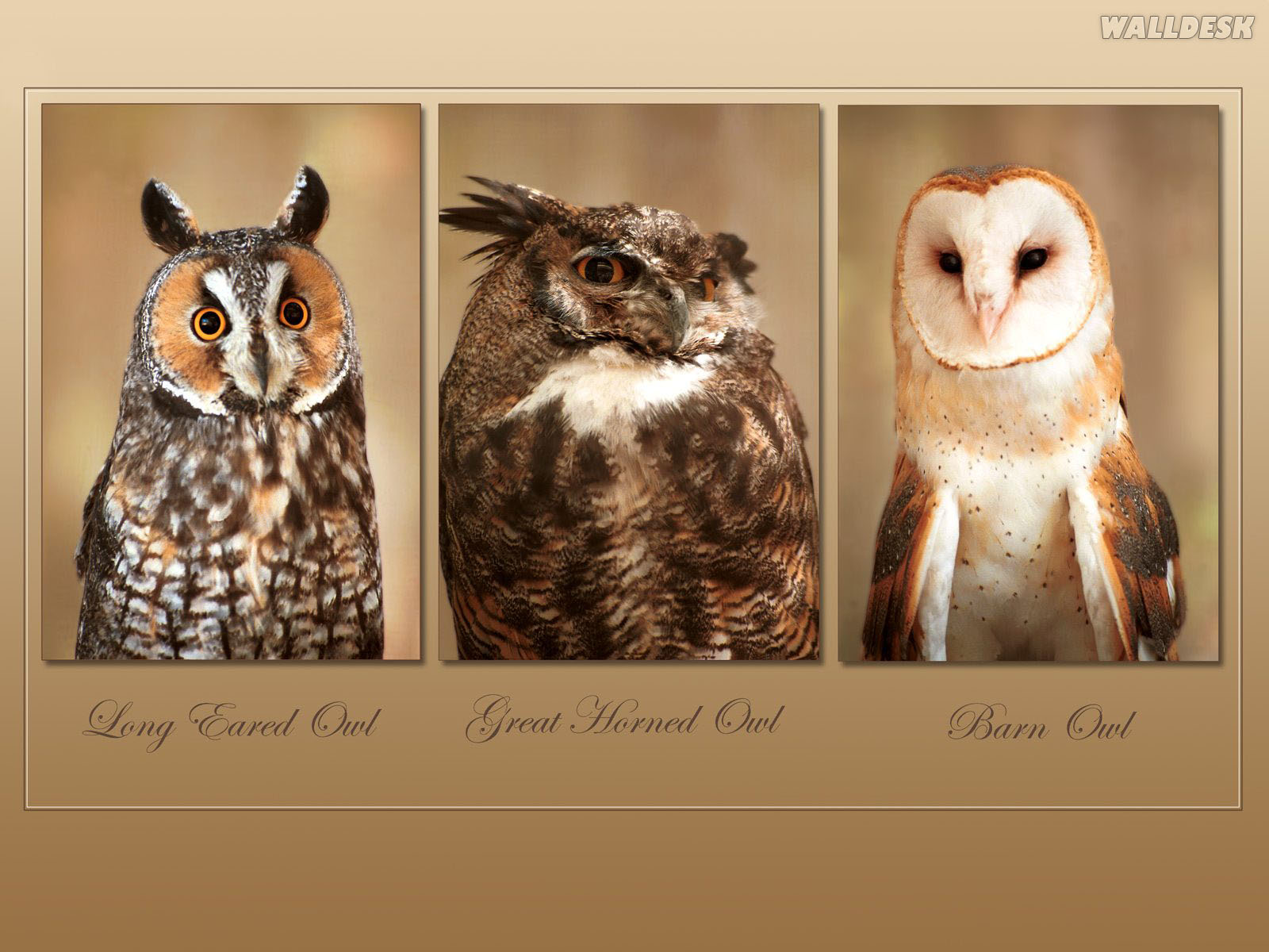 Desktop Pc 1600x1200px - Owl Vs Horned Owl , HD Wallpaper & Backgrounds