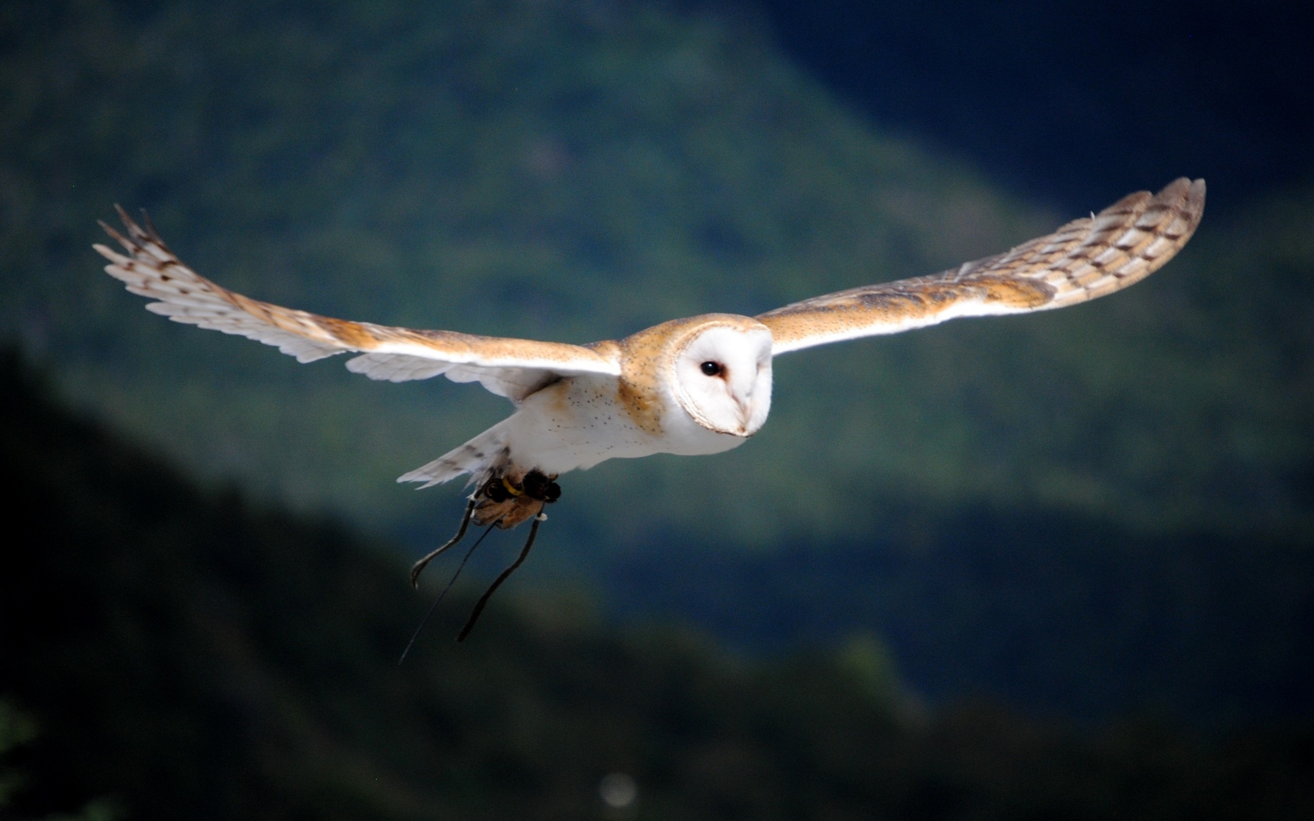 Resolução Original - - Madagascar Red Owl Flying , HD Wallpaper & Backgrounds