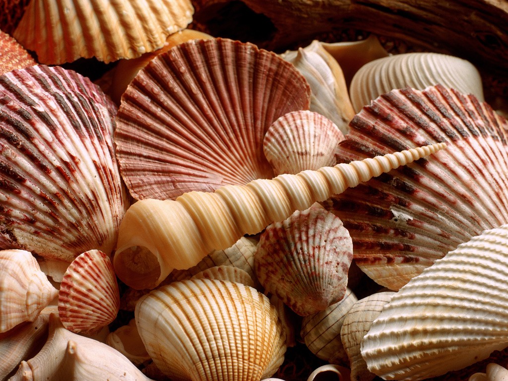 Shells Sea Sand Conchas Mar Praia Areia Ocean Beach - Sea Shells , HD Wallpaper & Backgrounds
