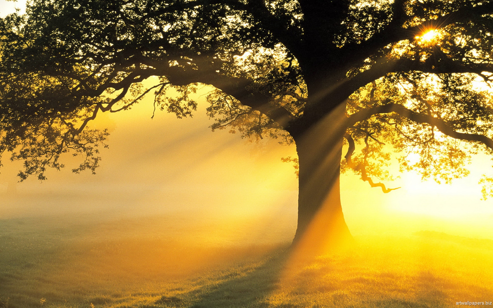 Magical Sunshine Cannt Get Better View Than This - Like A Tree Quotes , HD Wallpaper & Backgrounds