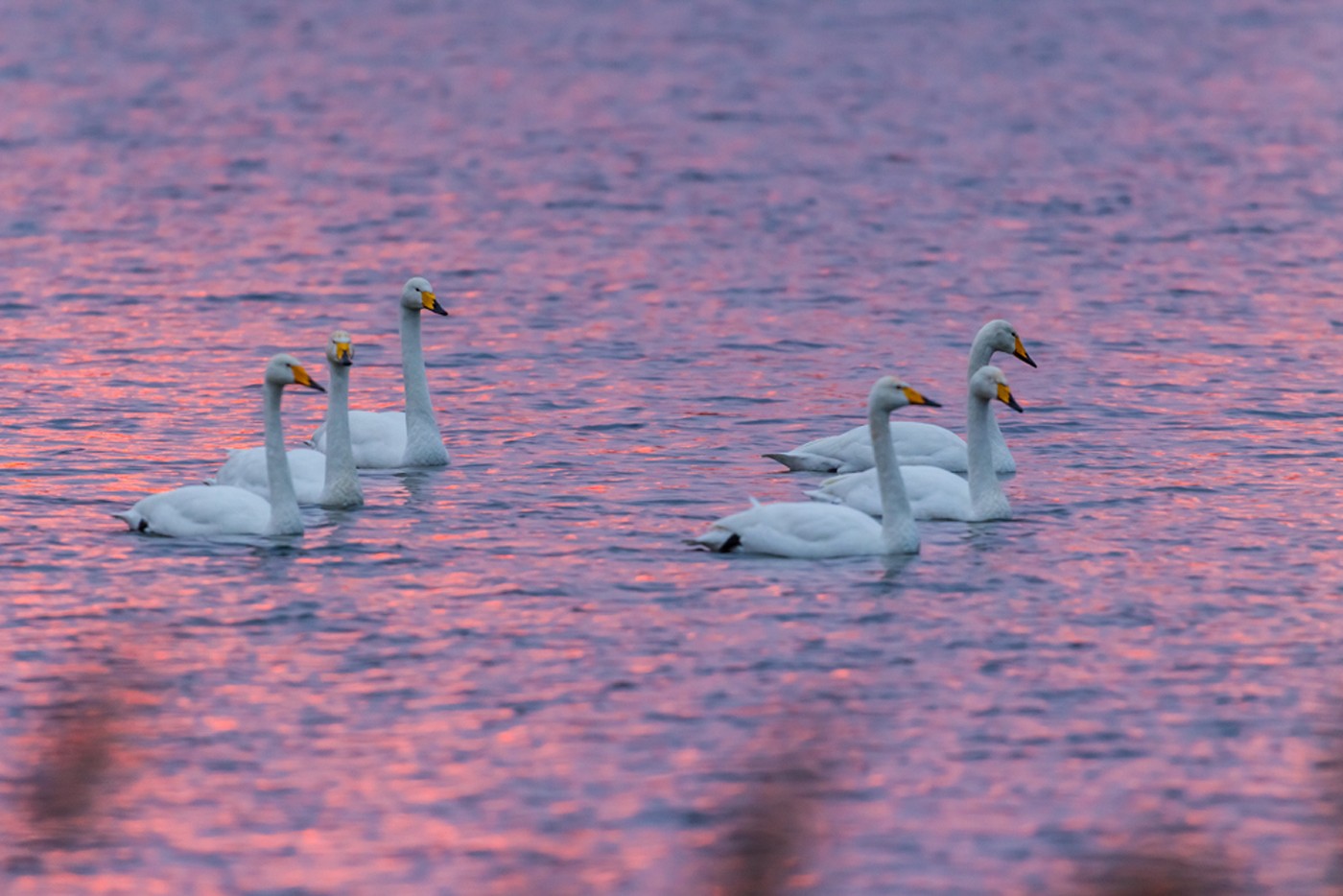 Birds Lake Morning Whooper Winter Swans Photography - Duck , HD Wallpaper & Backgrounds