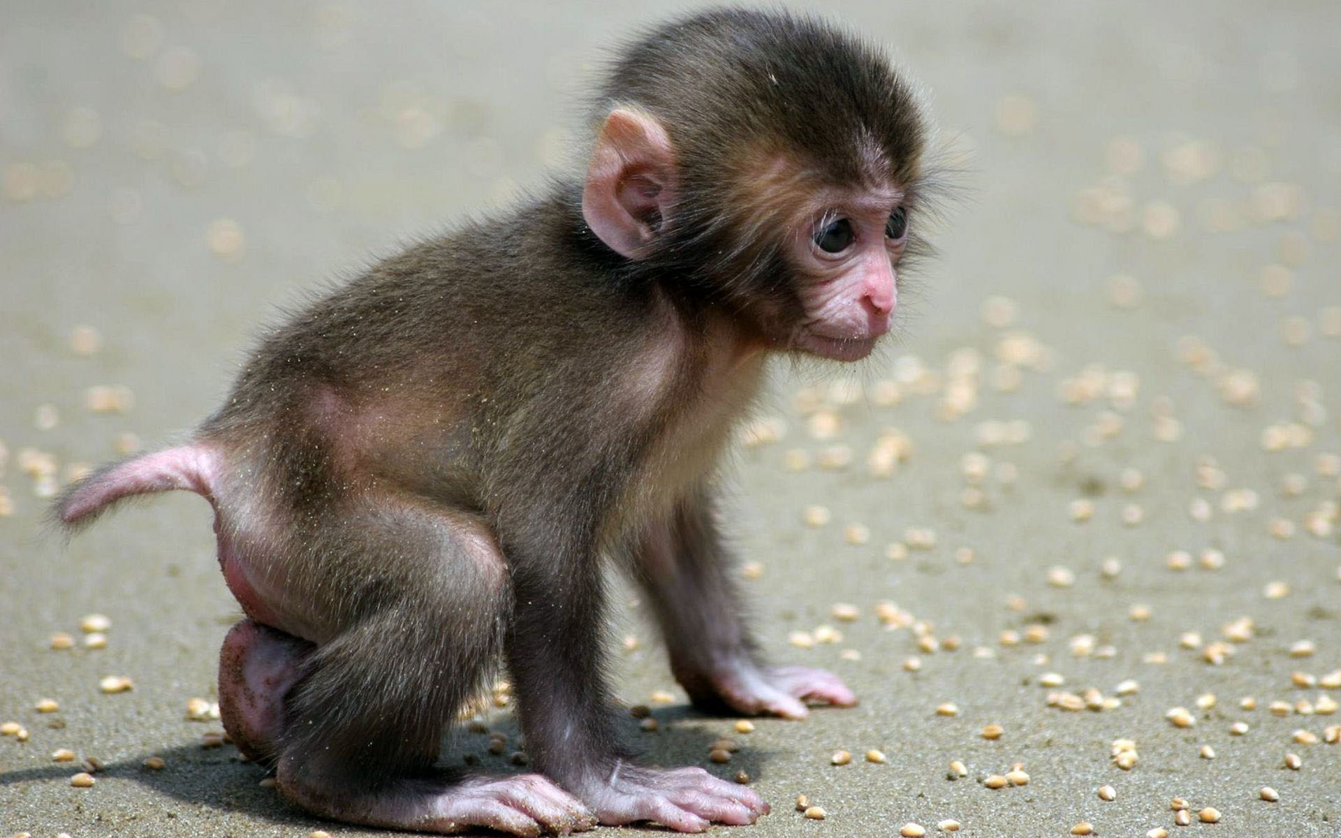 Indian Baby Hd Wallpapers - Monkey Animals , HD Wallpaper & Backgrounds