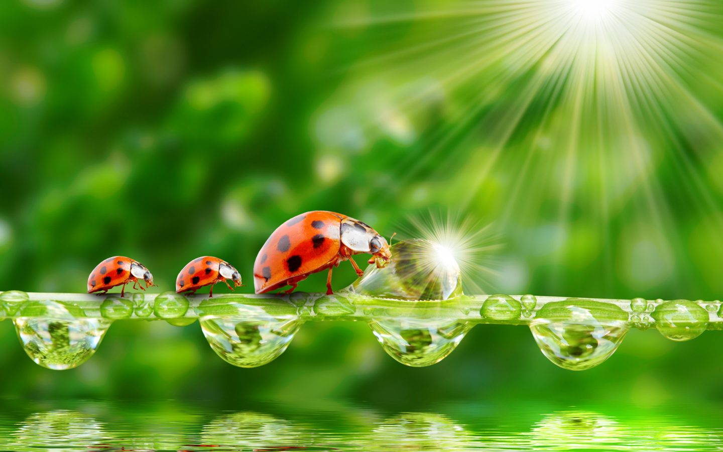 Wallpaper Ladybug Sun Rays Grass Morning Dew Drops - Morning Dew Water Grass , HD Wallpaper & Backgrounds