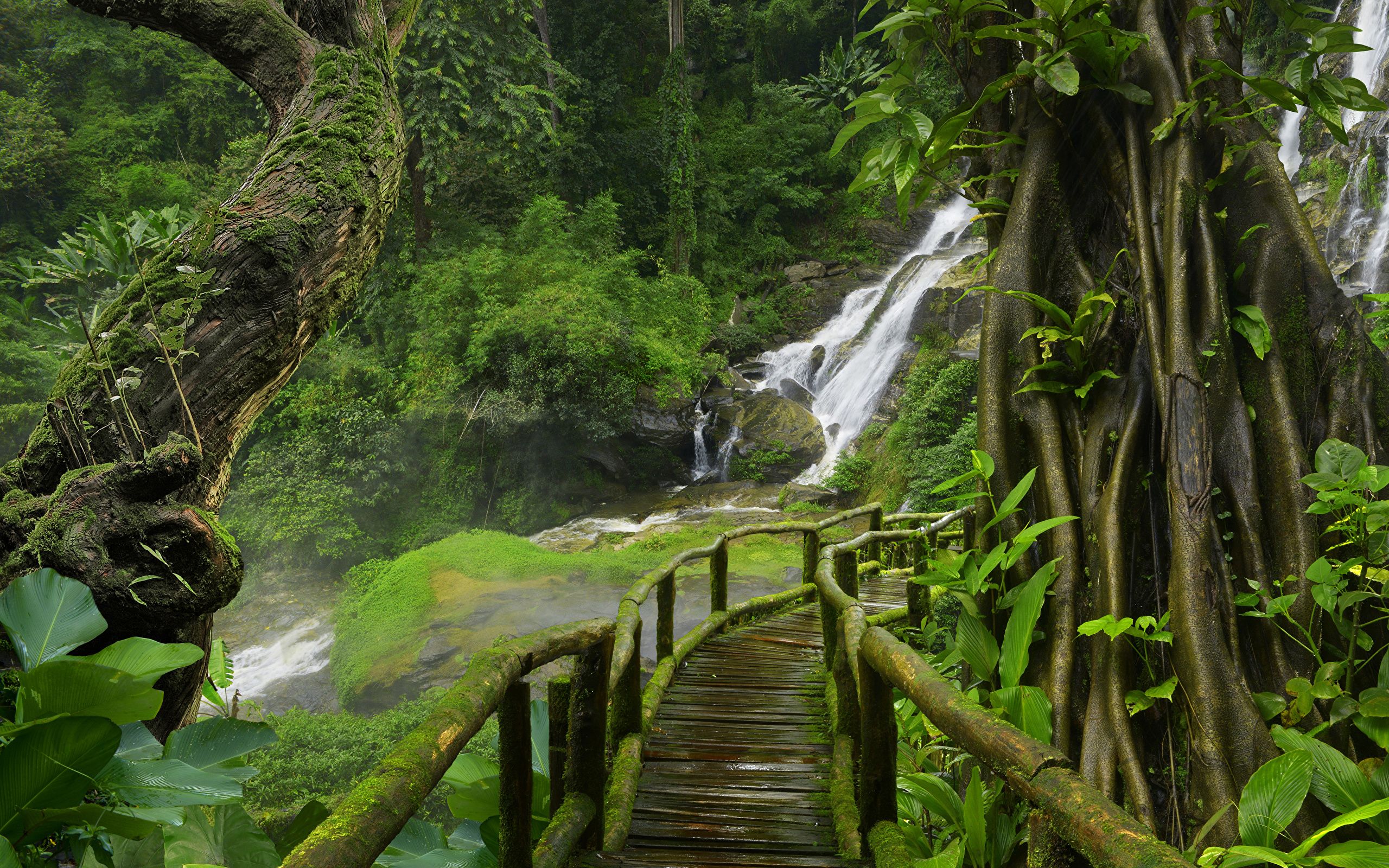 Tropical Jungle Rain Forest Lush Vegetation And Trees , HD Wallpaper & Backgrounds