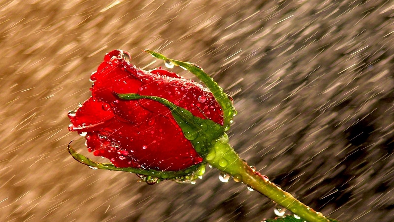 Rain Rose Live Wallpaper - Red Rose With Raindrops , HD Wallpaper & Backgrounds