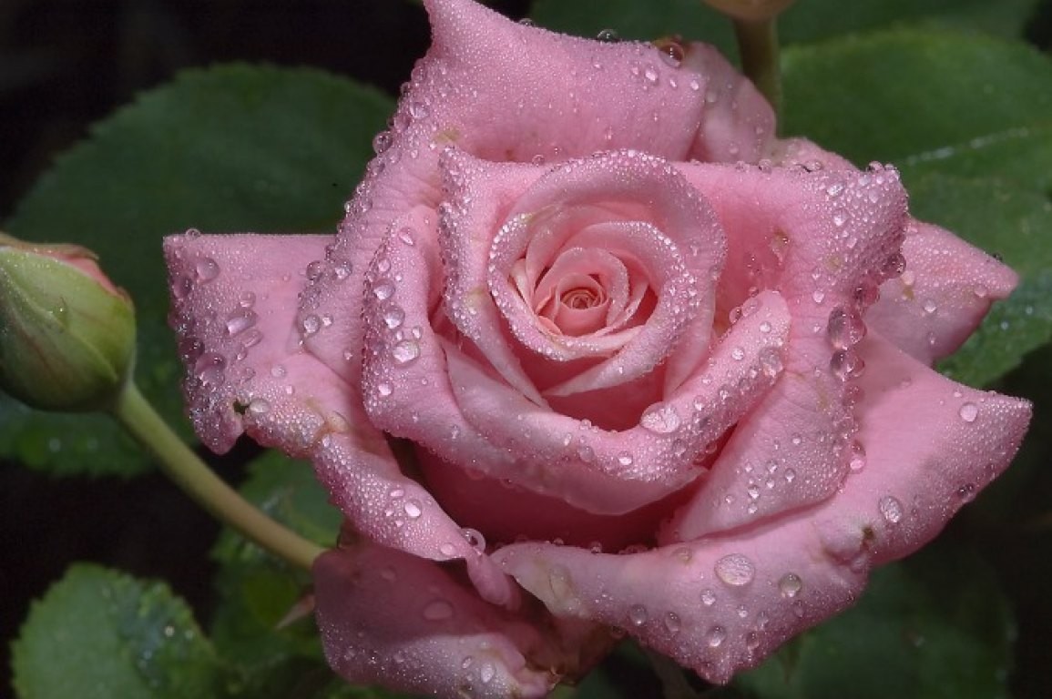 Droplets Moisture Rose Droplet Leaves Pink Rain Nature - Pink Rose Water Drops , HD Wallpaper & Backgrounds