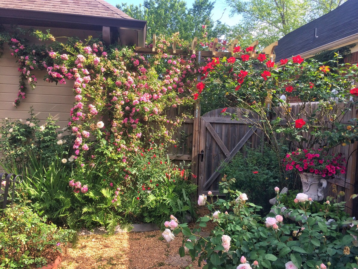 Chris Vancleave Rose Garden - Altissimo Rose , HD Wallpaper & Backgrounds