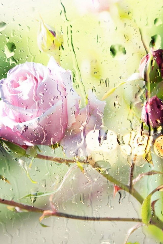 Com Jolie Fleur, Le Jolie, Beautiful Flowers, Beautiful - Glass Rose , HD Wallpaper & Backgrounds