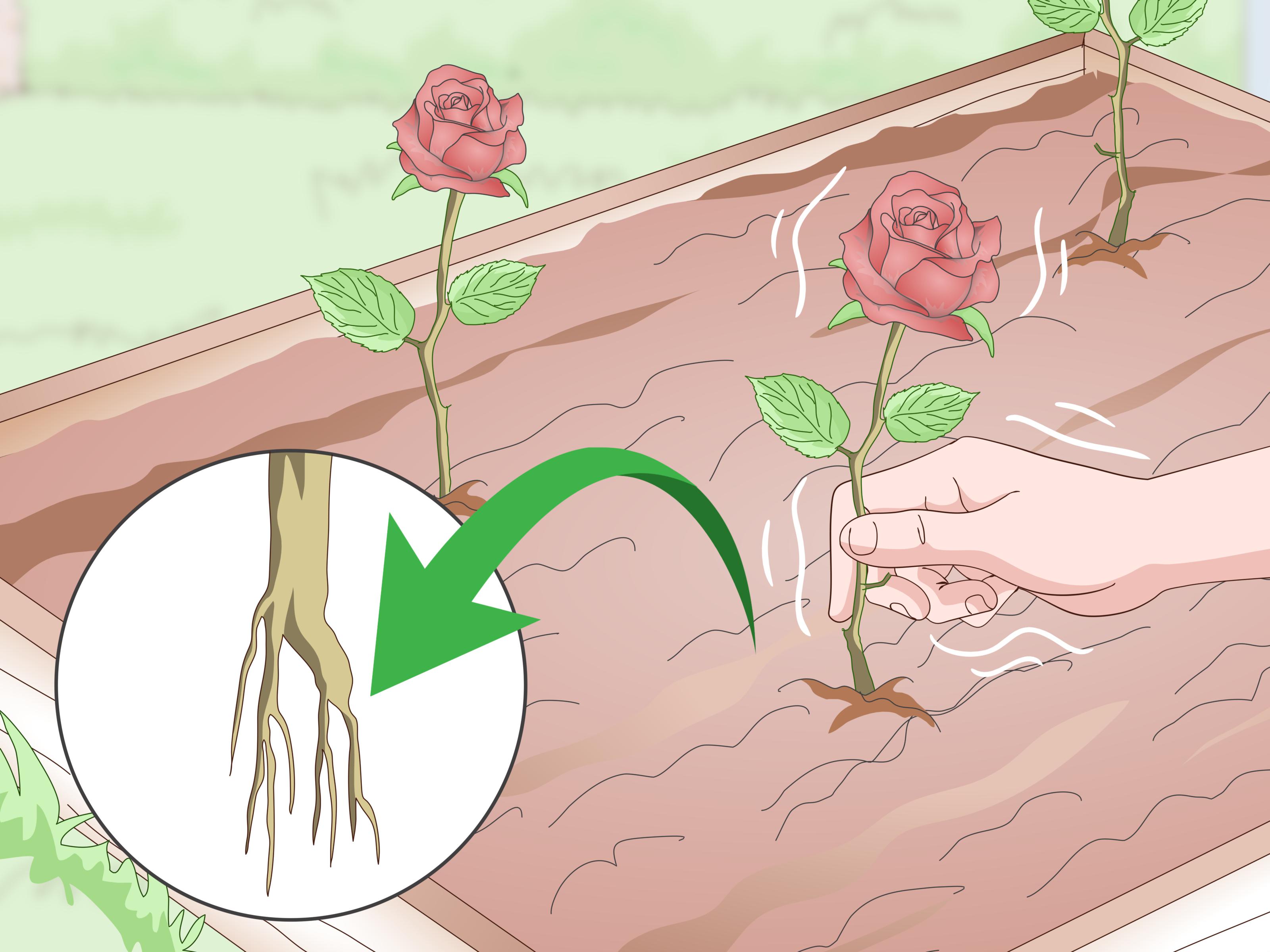 How To Take Rose Cuttings - Do Roses Have Tap Roots , HD Wallpaper & Backgrounds