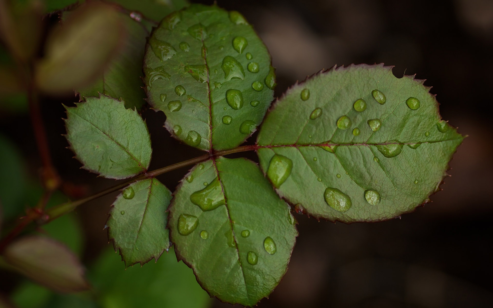 Rain - Rose Leaf Image Hd , HD Wallpaper & Backgrounds