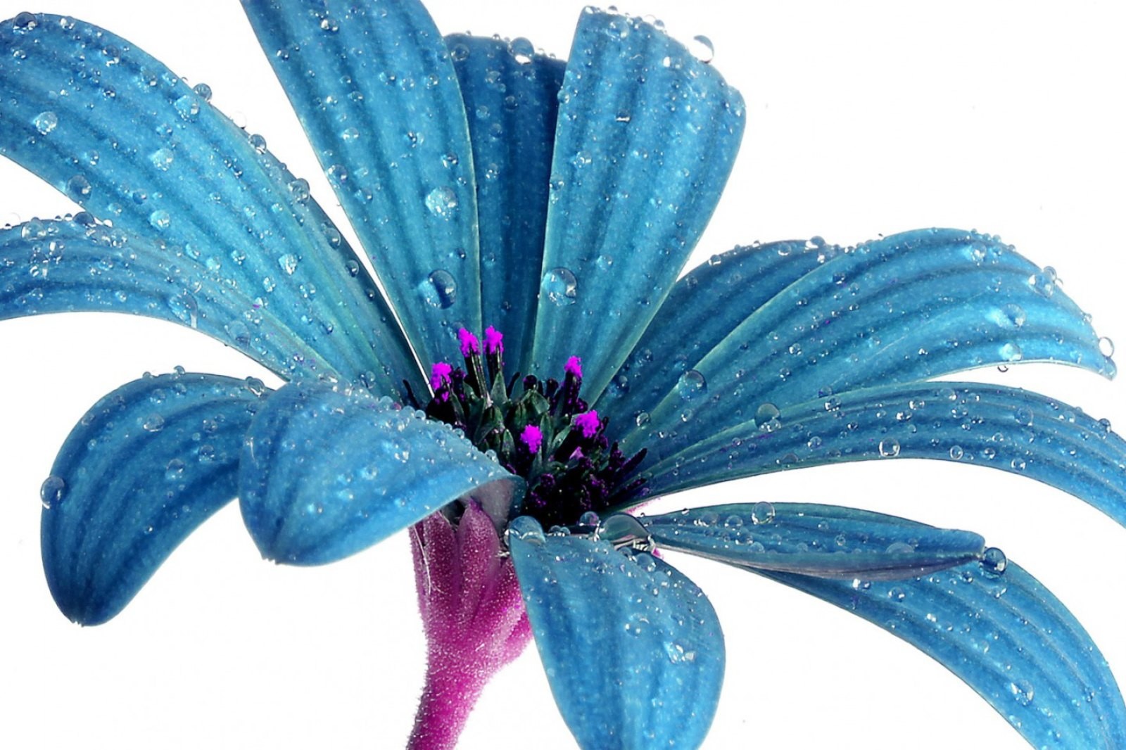 Drops Flower Blue Fantasy Desktop Beautiful Nature - African Daisy , HD Wallpaper & Backgrounds