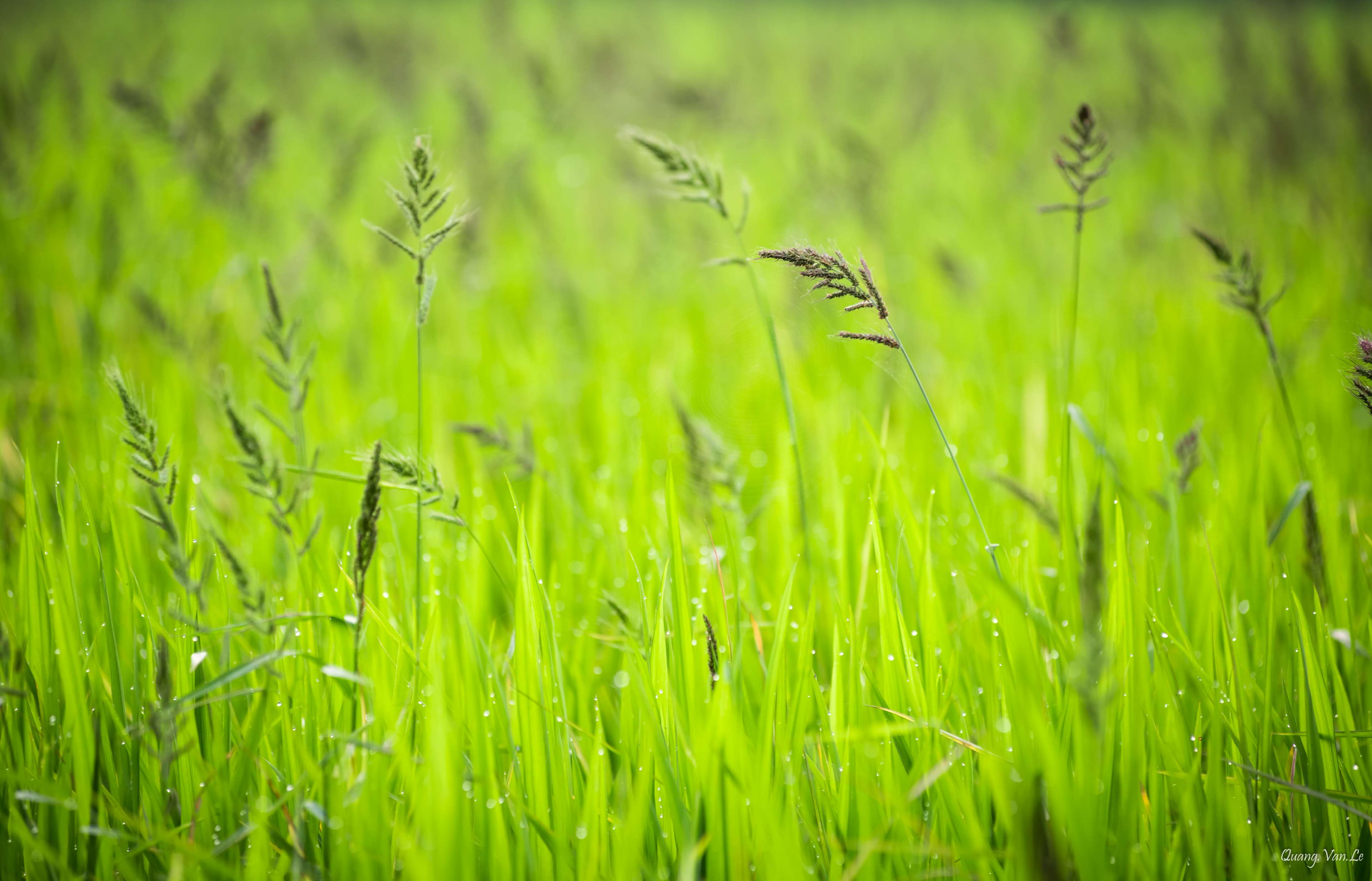 Dewdrops, Hd Wallpaper, Nature, Nature Wallpaper, Vietnam, - Sweet Grass , HD Wallpaper & Backgrounds