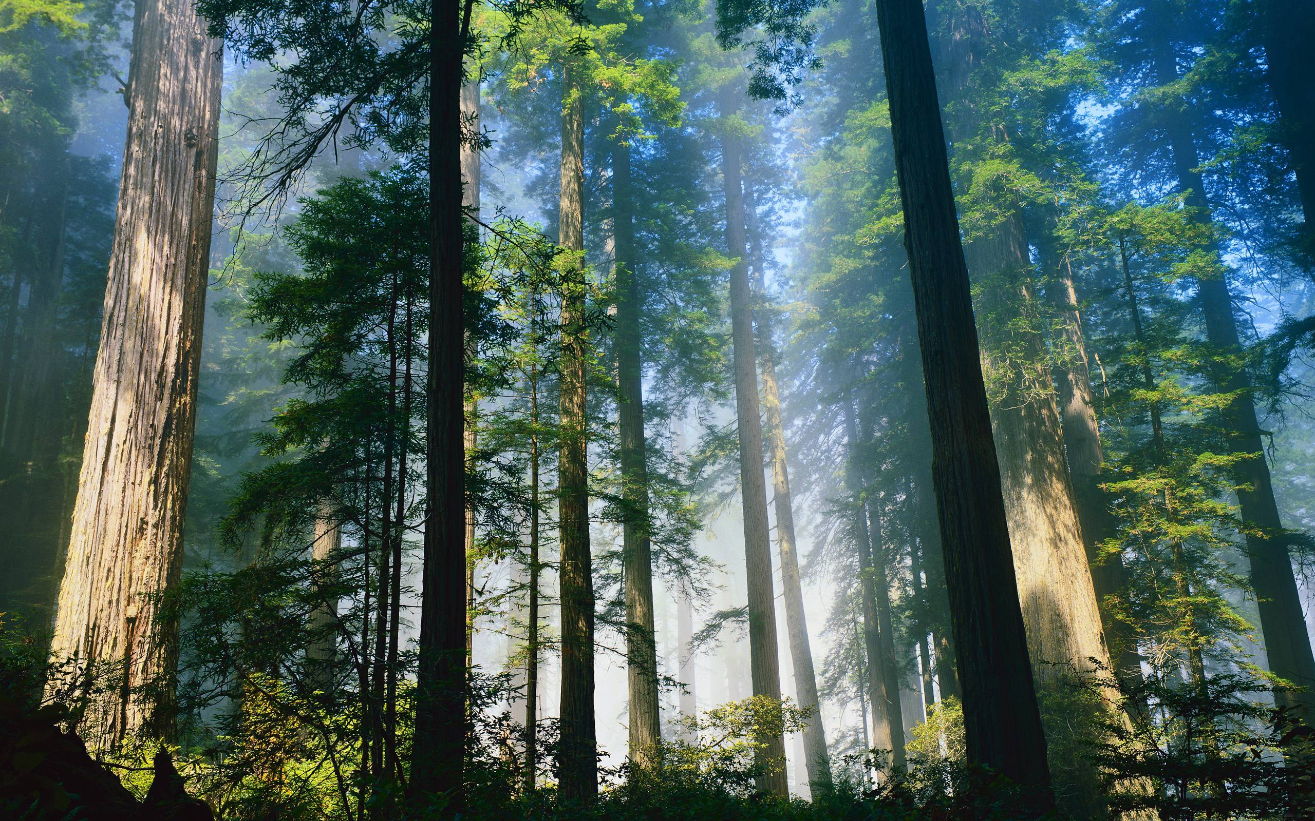 Redwood Forest - Redwoods Wallpaper Hd , HD Wallpaper & Backgrounds