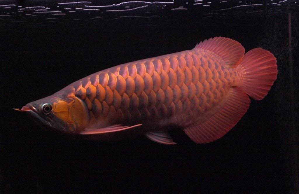 Fire Red Arowana Pictures - Coral Reef Fish , HD Wallpaper & Backgrounds