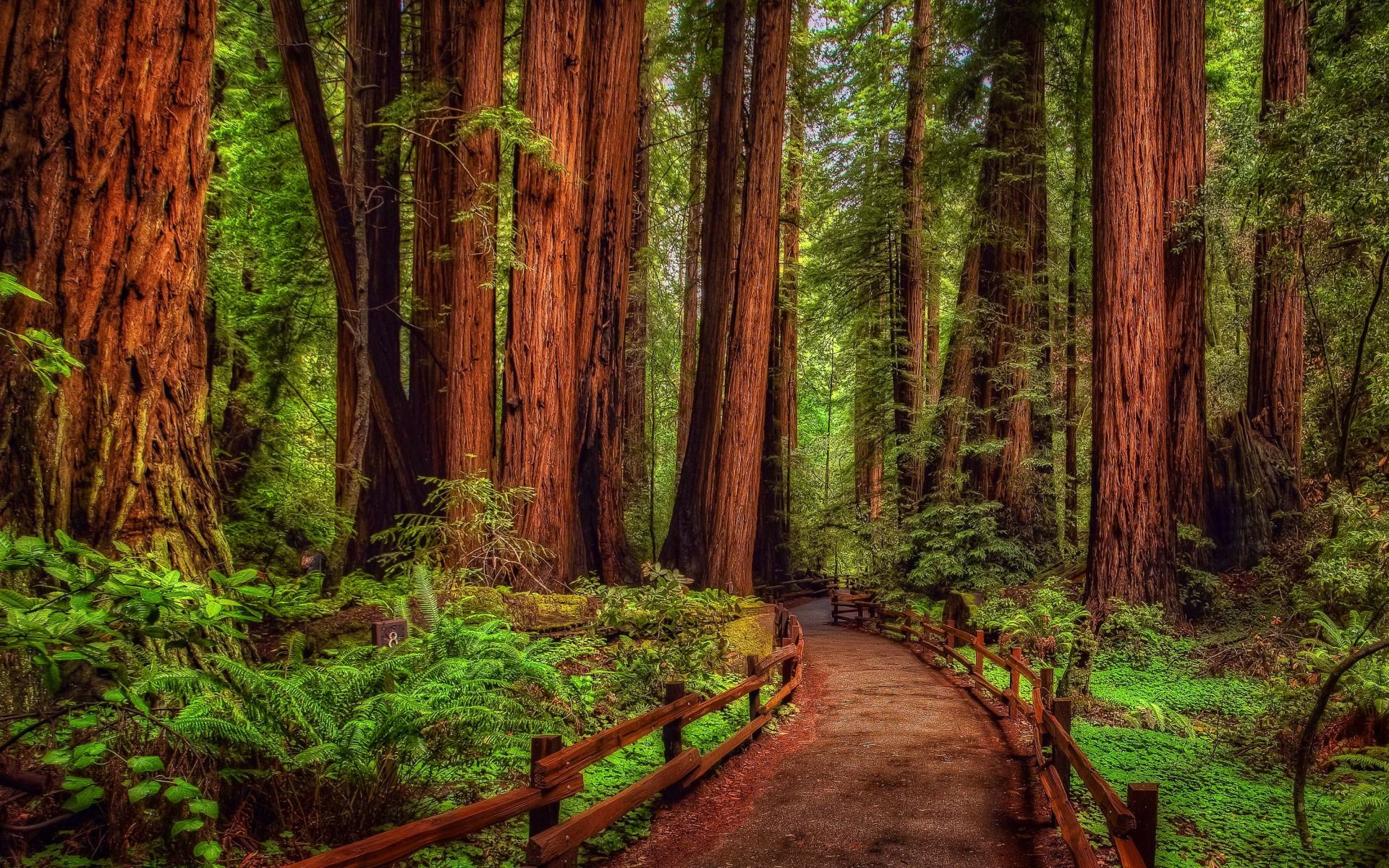 Redwood Forest Wallpaper , HD Wallpaper & Backgrounds