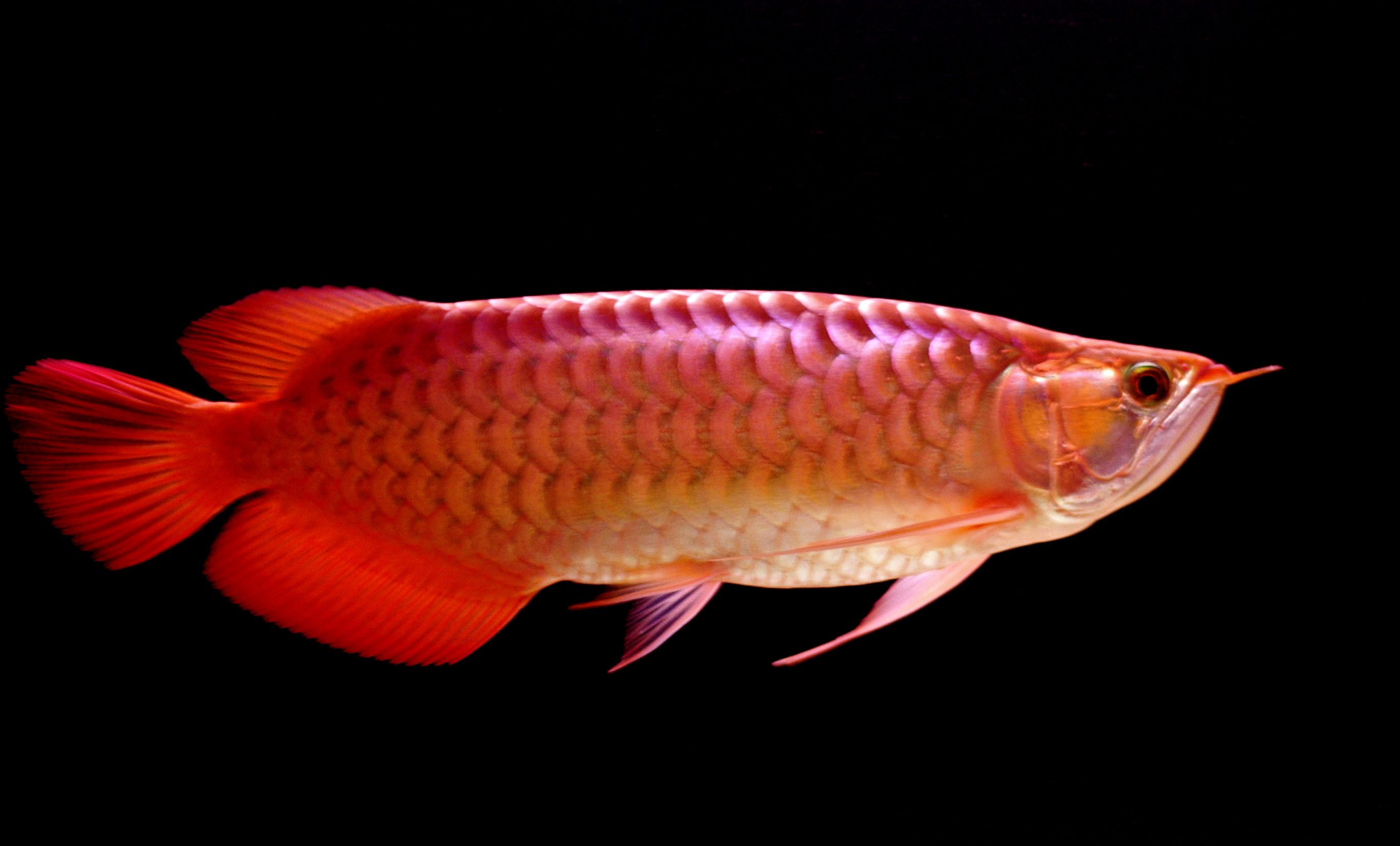 Beautiful Big Red Arowana Fish Photo Picture Hd Desktop - Arowana Fish Wallpaper Hd , HD Wallpaper & Backgrounds