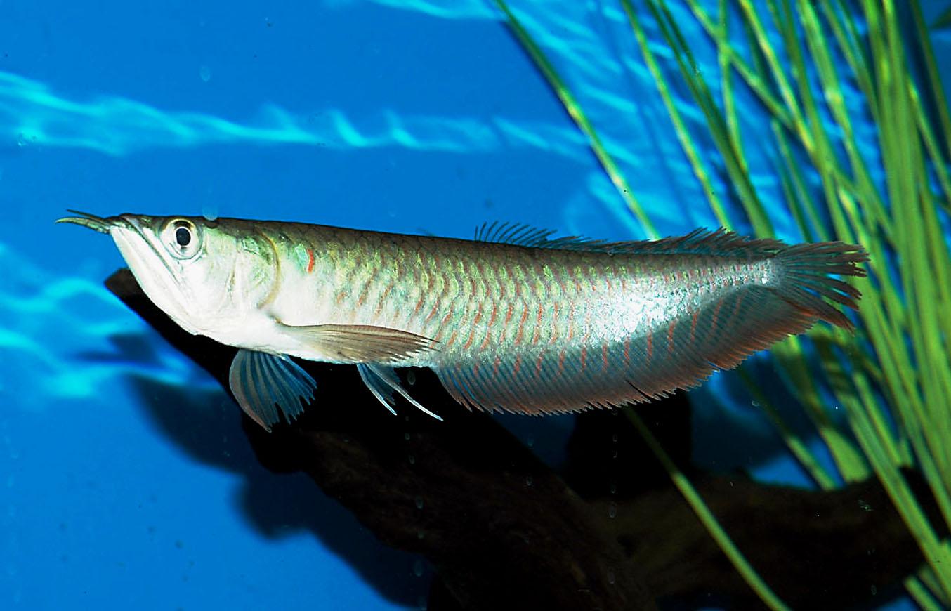 Arowana Fish Live Wallpaper - Long Silver Freshwater Fish , HD Wallpaper & Backgrounds