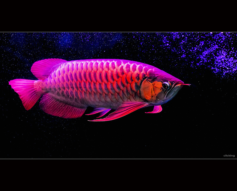 Arowana Fish Live Wallpaper - Asian Arowana , HD Wallpaper & Backgrounds