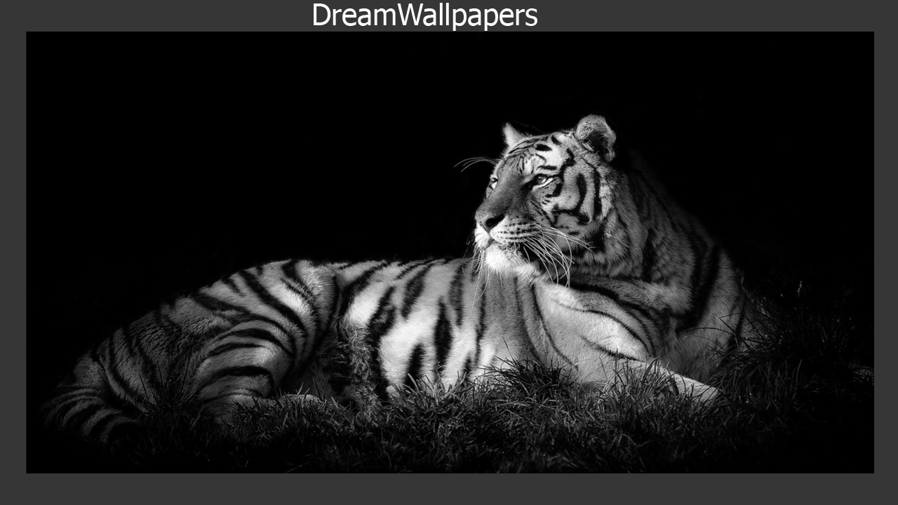 White - Tiger Pic Wallpaper Black , HD Wallpaper & Backgrounds