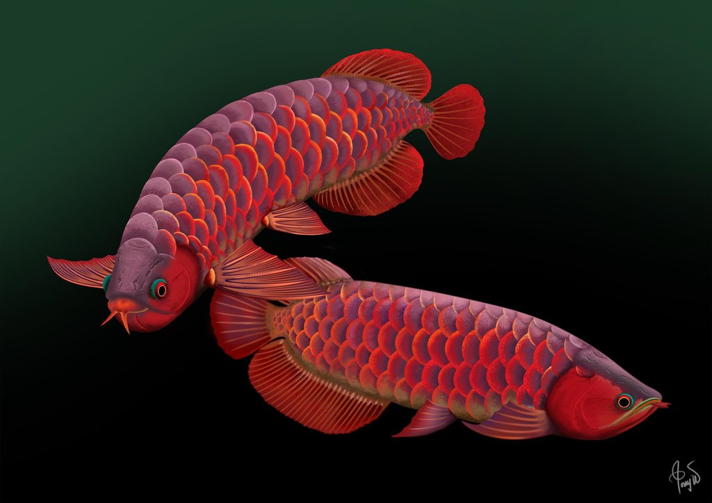 Arowana Wallpaper - Red Arowana , HD Wallpaper & Backgrounds