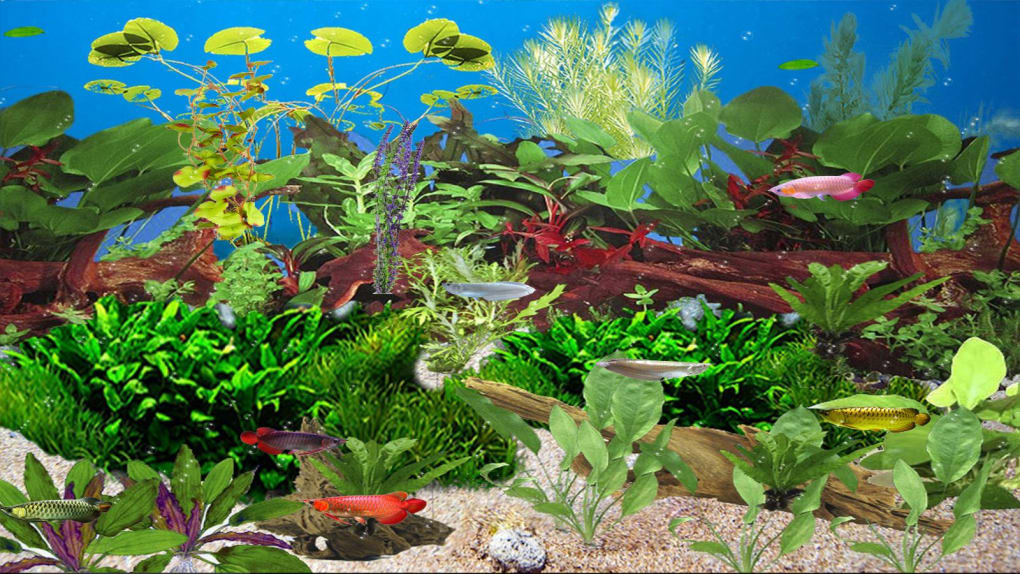Arowana Deluxe Aquarium - Aquarium Arowana , HD Wallpaper & Backgrounds