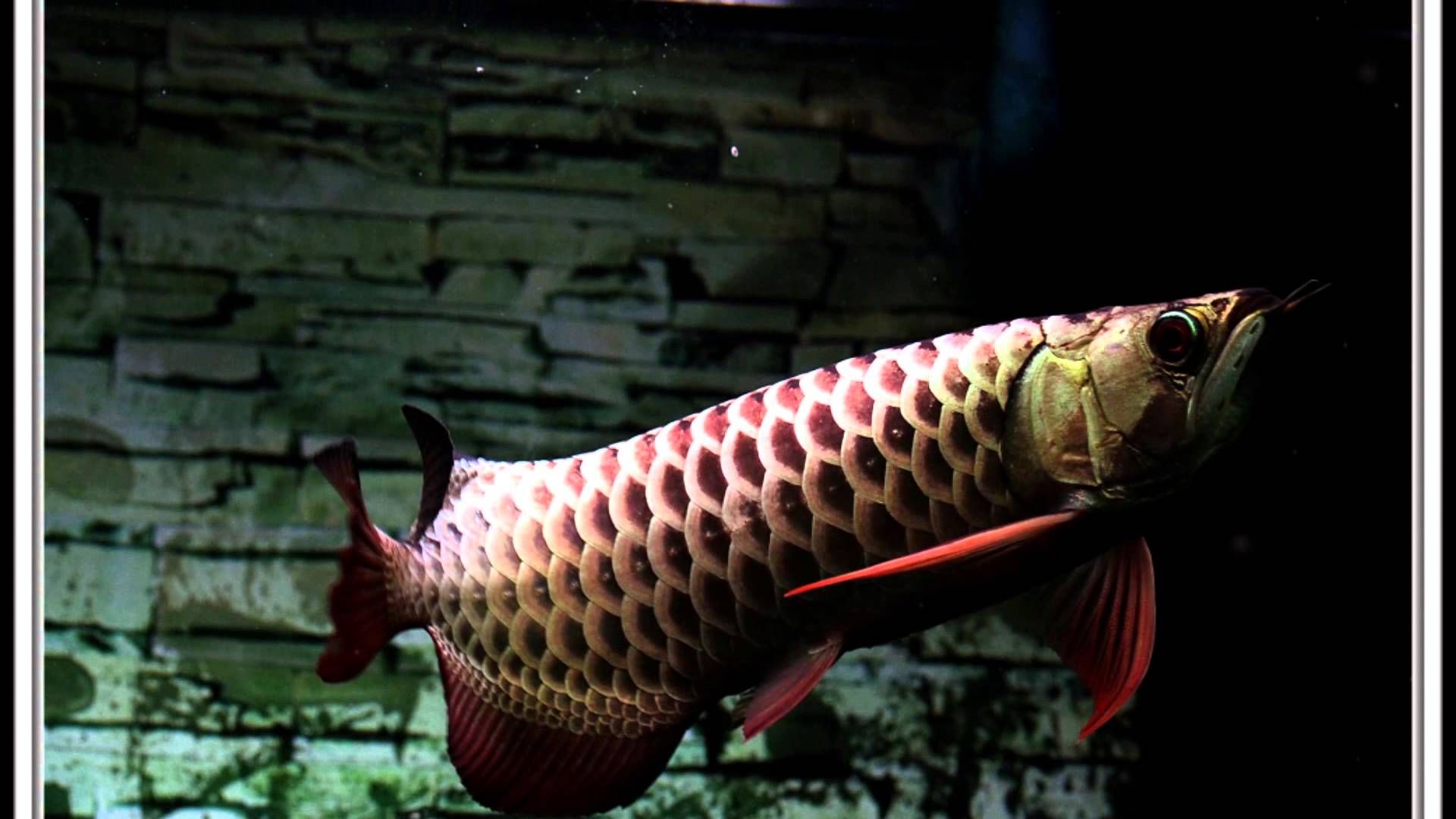 Arowana - Google 検索 - Arowana Wallpaper Arowana , HD Wallpaper & Backgrounds