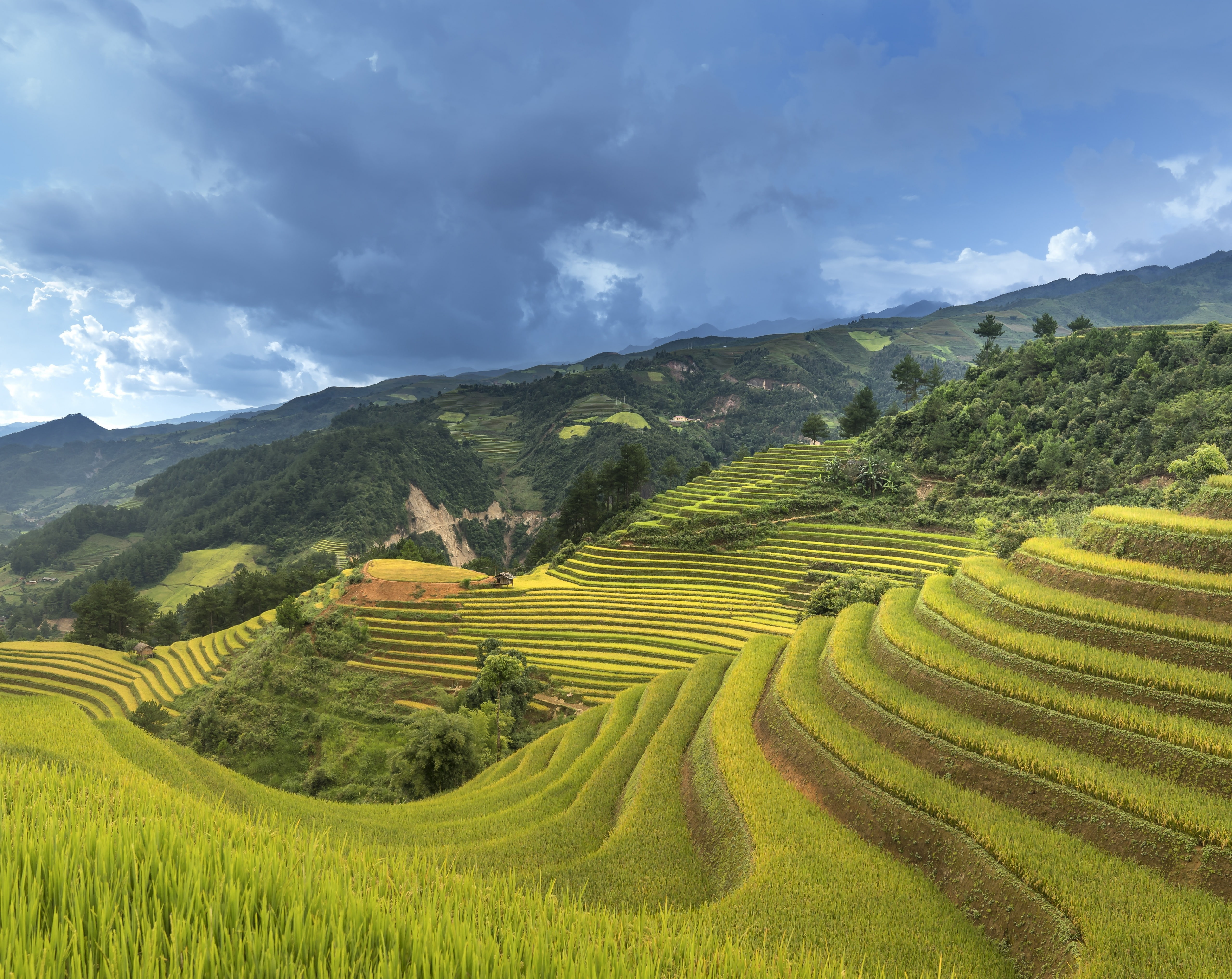 Rice Crop In Vietnam, Asia, View, Landscape, Mountain, - Rice Terraces , HD Wallpaper & Backgrounds