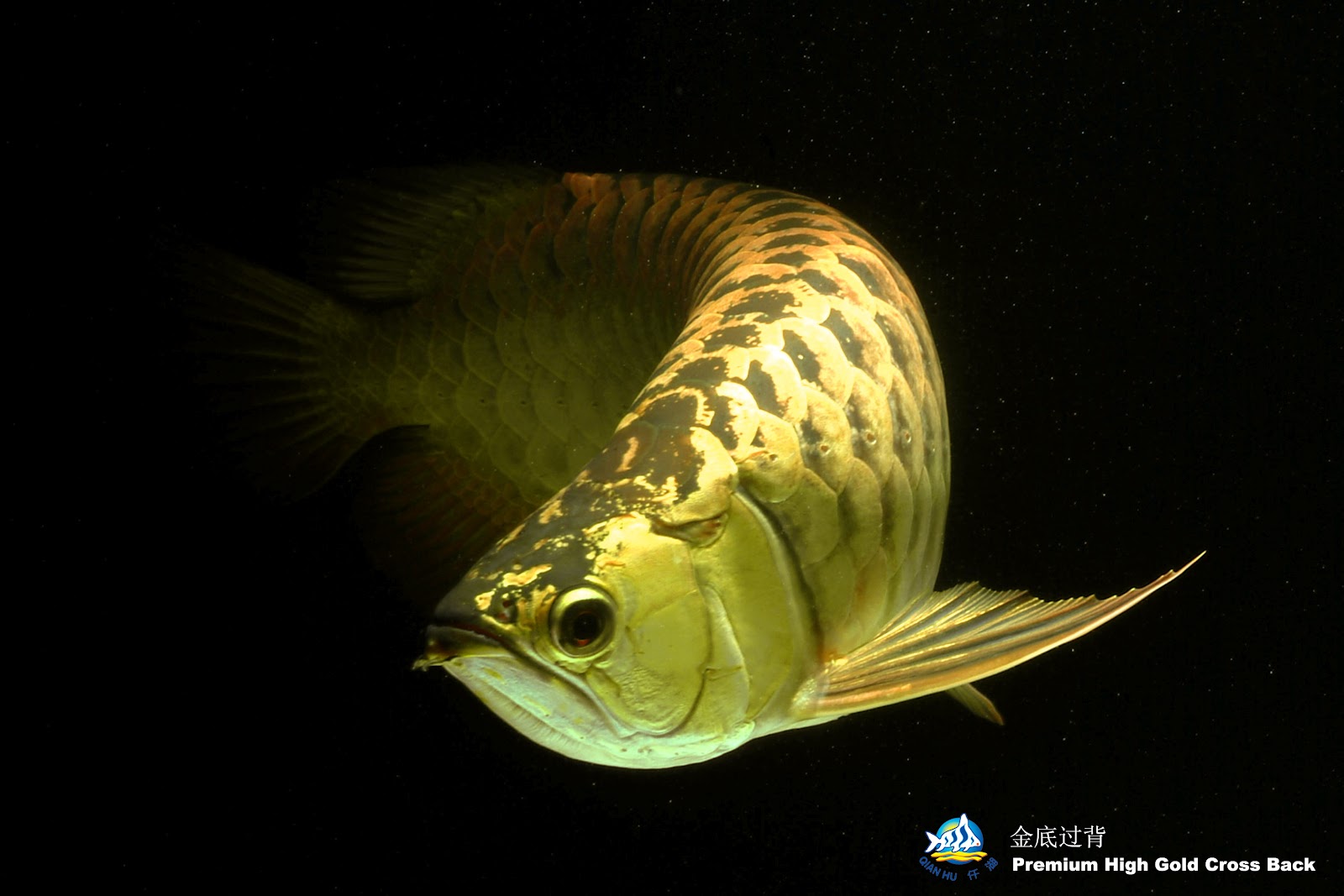 Arowana Wallpaper - Gold Arowana Hd , HD Wallpaper & Backgrounds