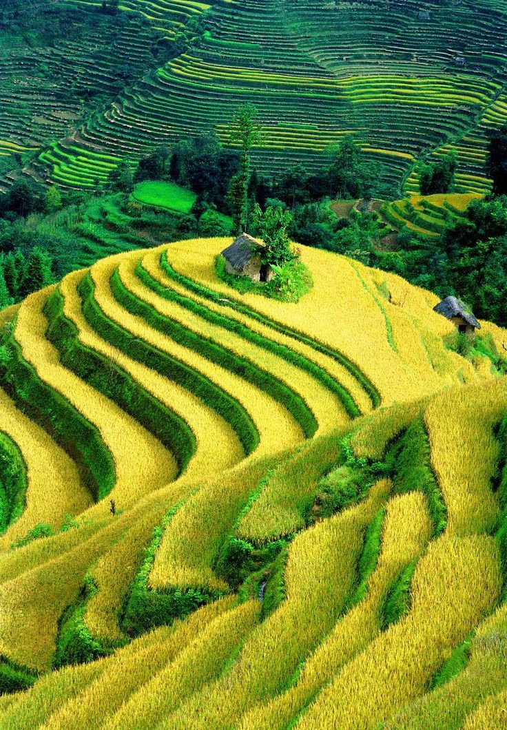 Rice Terraces In Mu Cang Chai District Vietnam - Science Rice Genome , HD Wallpaper & Backgrounds
