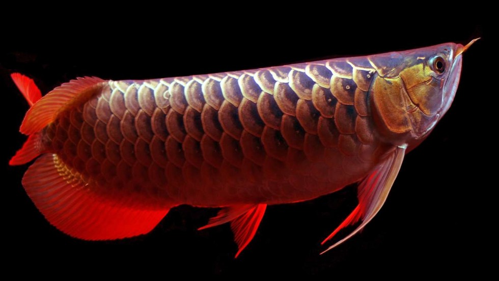 Dragon Fish Arowana Beauty - Dragon Fishes , HD Wallpaper & Backgrounds