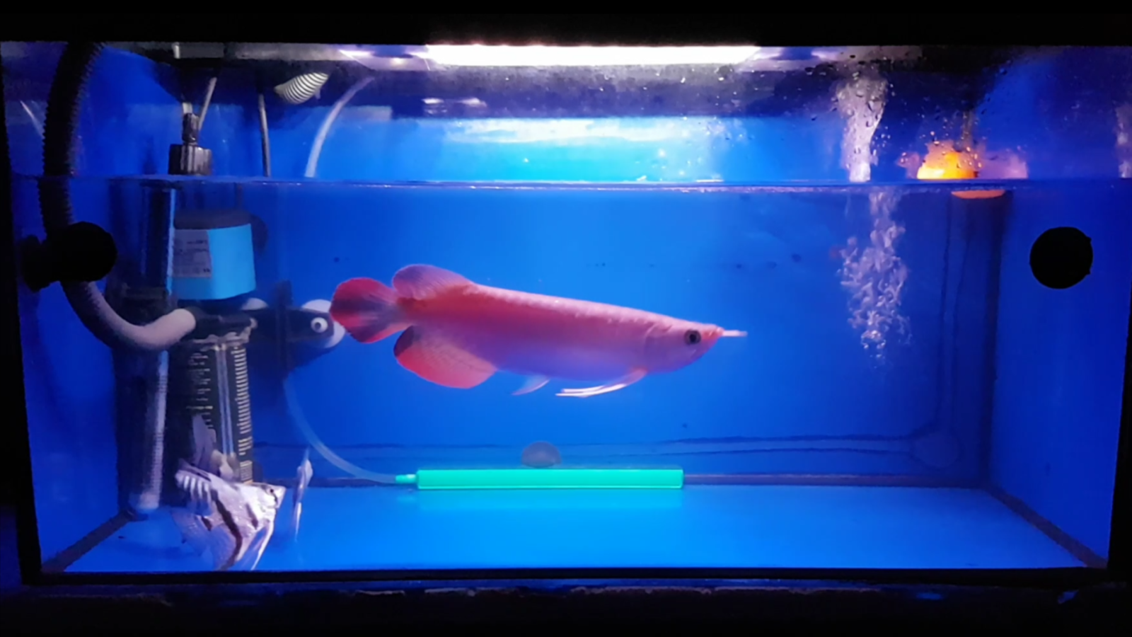 Sharing My New Hengki Red Arowana Arofanatics Fish - Aquarium , HD Wallpaper & Backgrounds