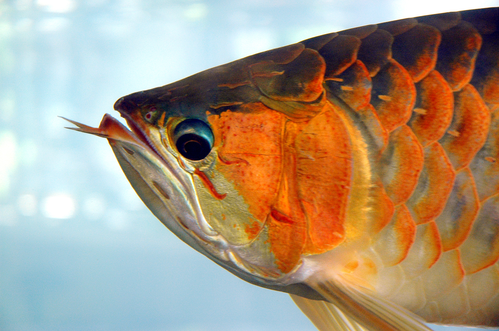 Asian Arowana Photo - Asian Arowana , HD Wallpaper & Backgrounds