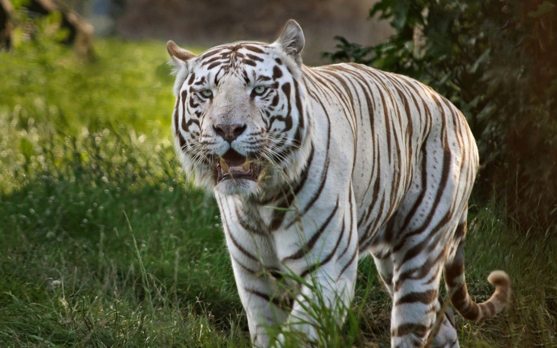 White Tiger Wallpapers Screensavers Wallpapersafari - Bengal Tiger , HD Wallpaper & Backgrounds