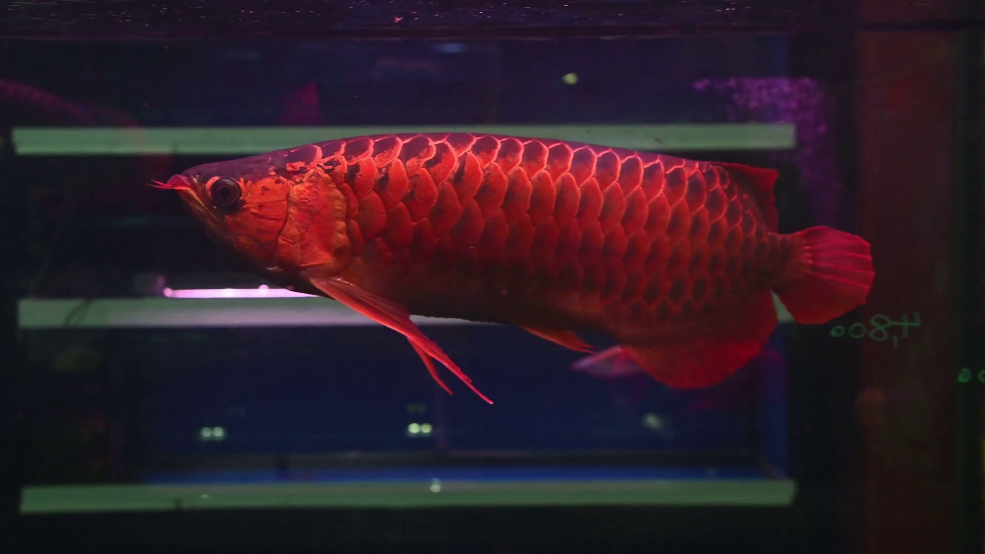 4k Fish Arowana Float And Swim Showing It Beautiful - Marine Biology , HD Wallpaper & Backgrounds