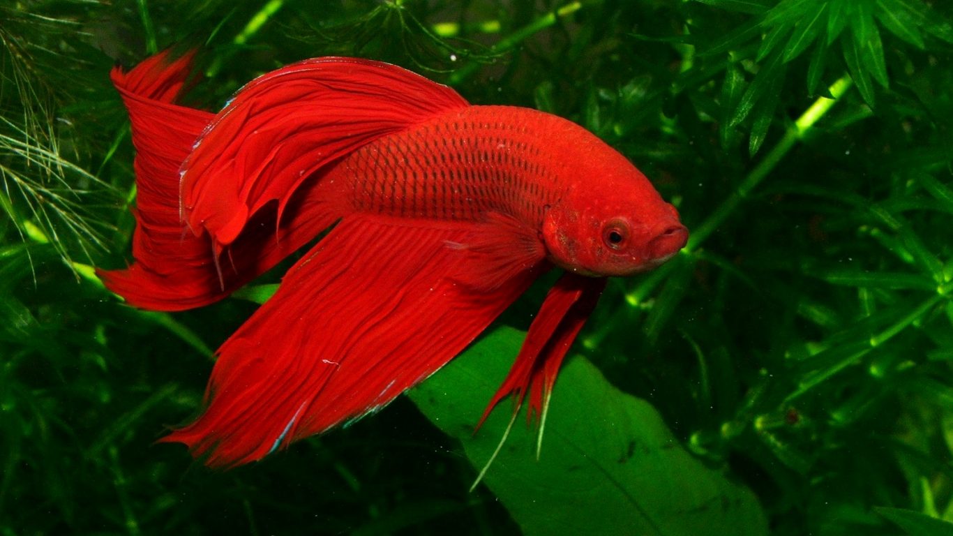 Fish Red Pond Beta Vibrant Aquarium Hd Photos - Fighter Fish , HD Wallpaper & Backgrounds