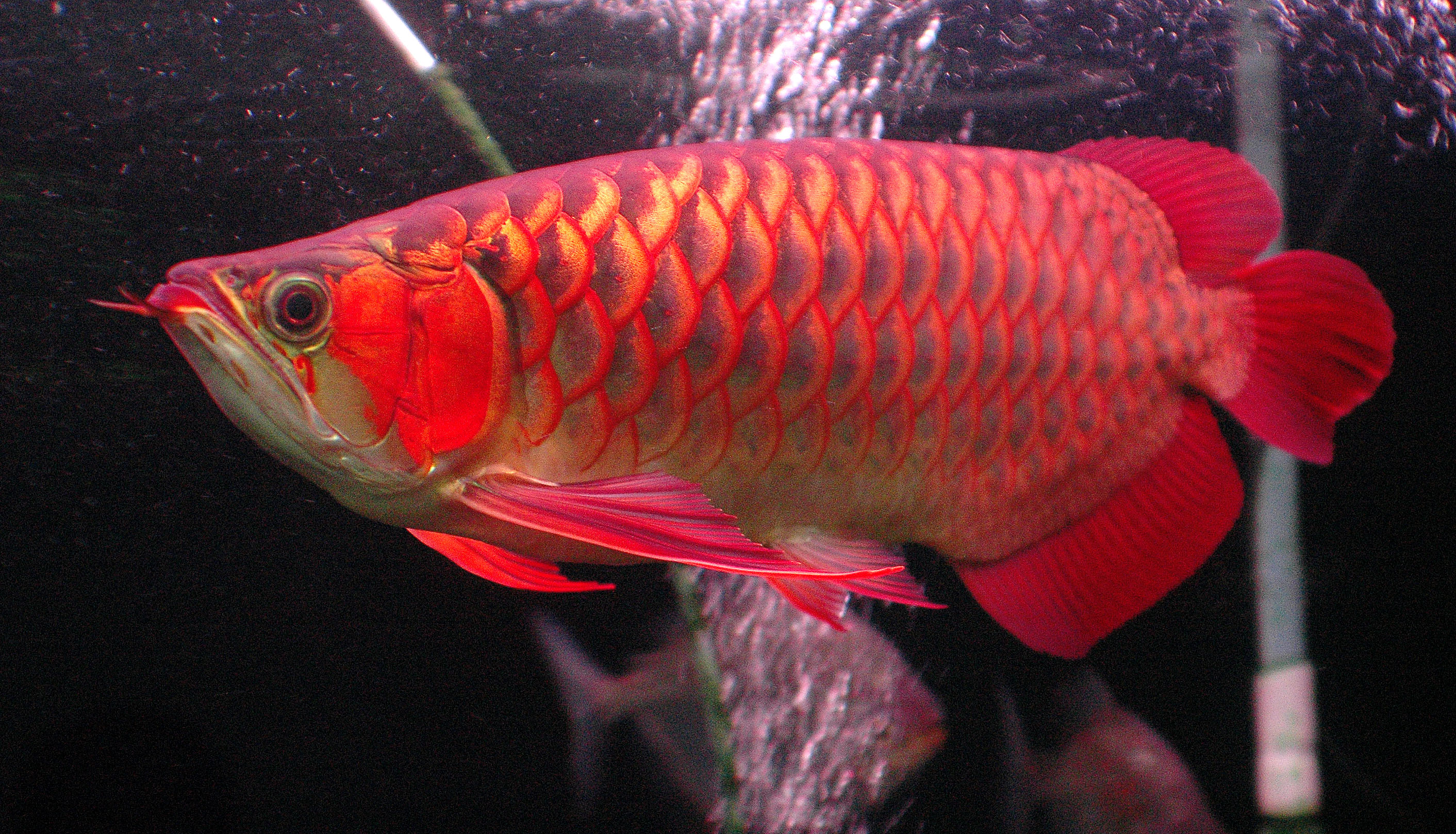 27 Best Images About Asian Arowana On Pinterest - 24k Golden Crossback Arowana , HD Wallpaper & Backgrounds