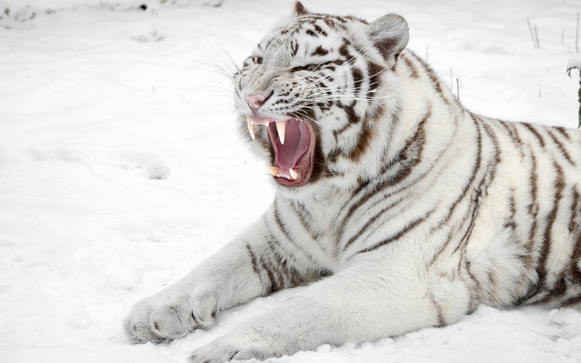 “all White” Tiger Once In - Angry White Tiger , HD Wallpaper & Backgrounds